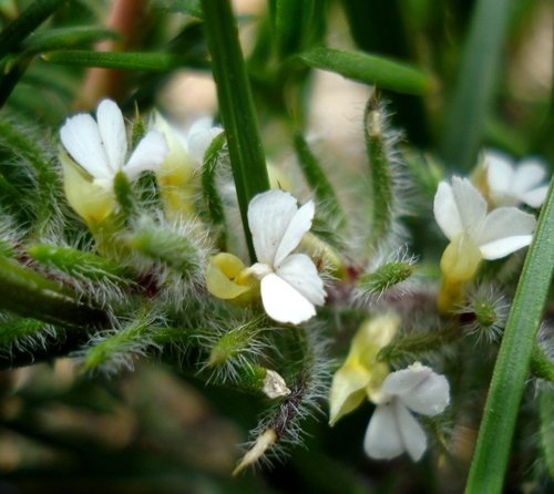 Muraltia thunbergii flowers